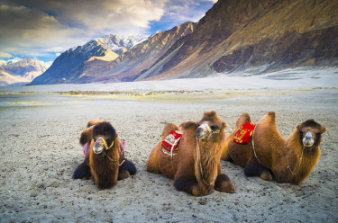Exploring Nubra Valley: A Tranquil Gem in the Himalayas