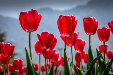 Best ways to reach Tulip Garden , Srinagar