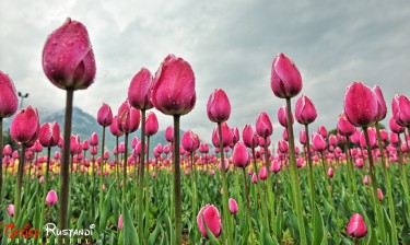 The magnificent Flora in the Tulip Gardens , Srinagar