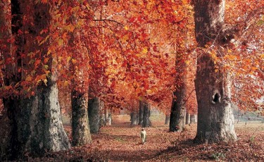 Captivating Colors of Autumn: Embracing the Enchanting Chinar Trees in Kashmir