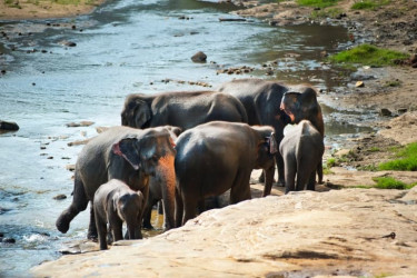 Satpura National Park: A Tapestry of Untamed Wilderness and Tranquil Beauty