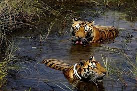 Bandhavgarh National Park: Unveiling the Realm of Tigers and Timeless Legends
