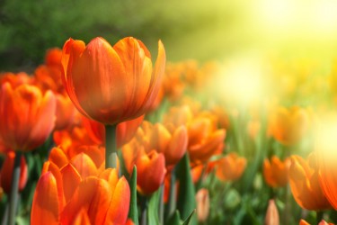 Frequently Asked Questions on Tulip Garden Srinagar