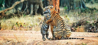 Pench National Park: Exploring the Wild Heartbeat of Central India
