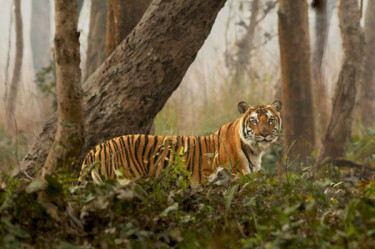 Exploring the Enigmatic Wilderness: Sundarbans National Park