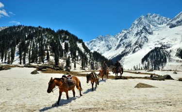 "Trekking Adventures in Sonmarg: A Guide to High Altitude Hikes"